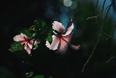 Close-up of hibiscus blooming outdoors