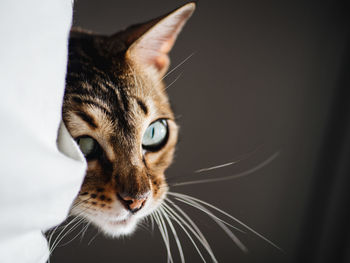 Close-up portrait of a cat