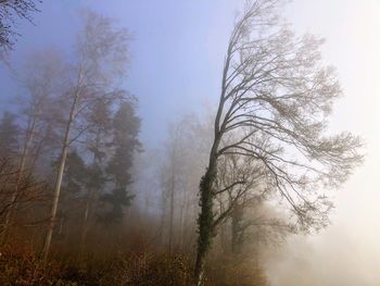 Bare trees in forest against sky