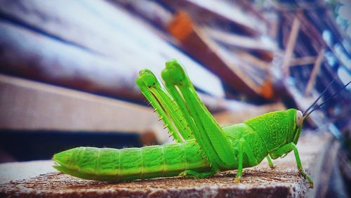 Close-up of green lizard