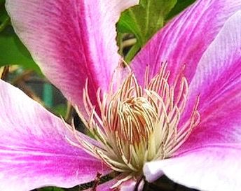 Close-up of pink flower