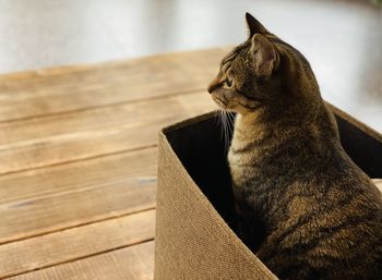 Close-up of a cat looking away