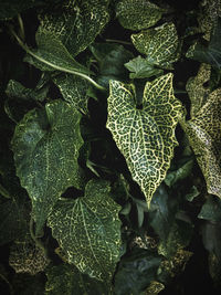 Full frame shot of leaves