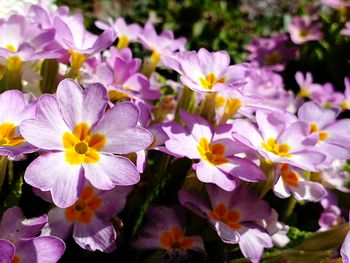 Close-up of purple flowering plants