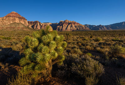 Scenic view of landscape against clear sky