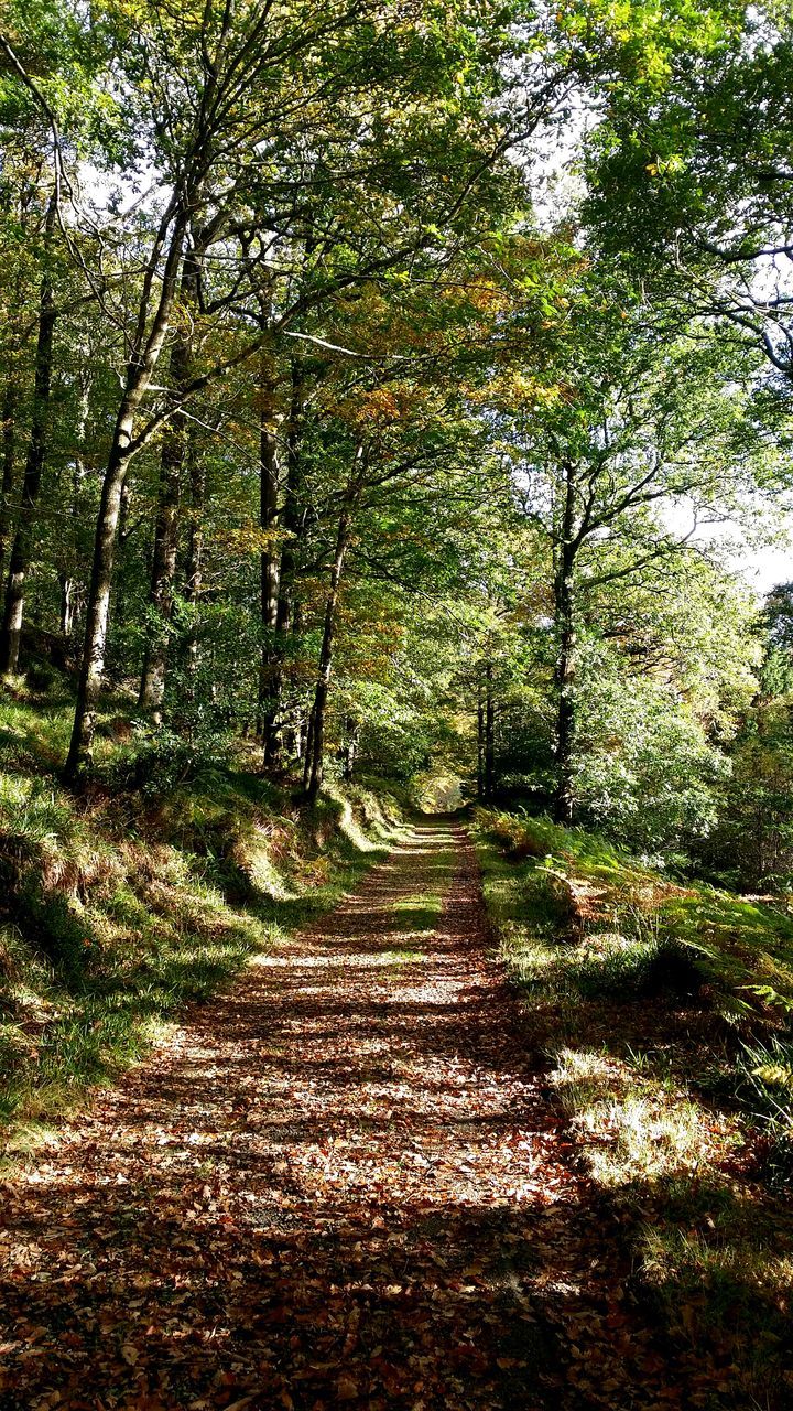 tree, the way forward, growth, forest, tranquility, nature, green color, tranquil scene, footpath, beauty in nature, diminishing perspective, branch, pathway, leaf, scenics, lush foliage, walkway, vanishing point, tree trunk, woodland