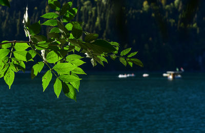 Close-up of plant leaves in water