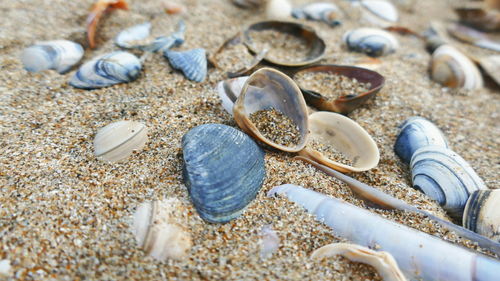 High angle view of shells on beach