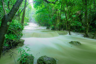 Scenic view of waterfall amidst trees in forest