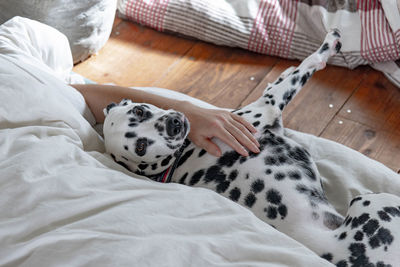 High angle portrait of dog relaxing by woman on bed at home