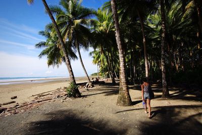 Palm trees on beach