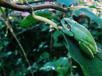 Close-up of frog on leaf