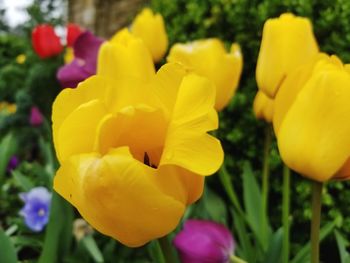 Close-up of yellow tulips blooming in park