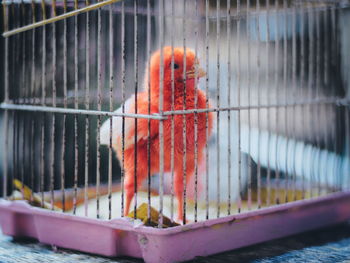 Close-up of chicken in cage