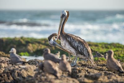 Birds perching on sea shore