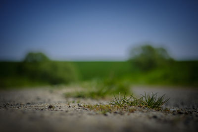 Close-up of grass on field against sky