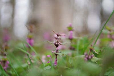 Close-up of pink flowering plant on field