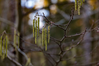 Close-up of flowering plant