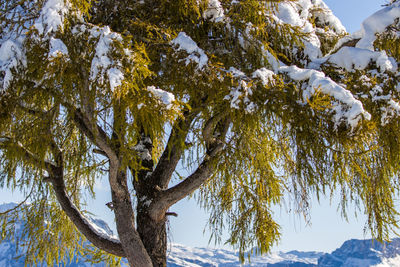 Low angle view of tree against sky during winter