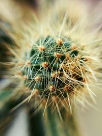 Close-up of cactus