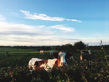 Cows on field against sky