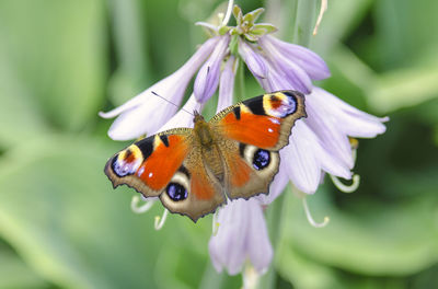 Close-up of butterfly pollinating on purple flower