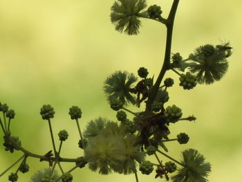 Close-up of fresh green tree against sky