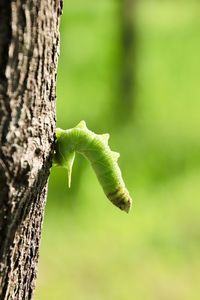 Close-up of insect on tree trunk