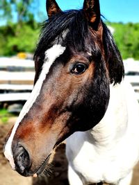 Close-up of a horse