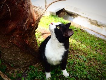 Close-up of dog by water