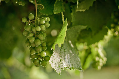 Close-up of unripe white grapes after the rain with background of afternoon summer sun. 
