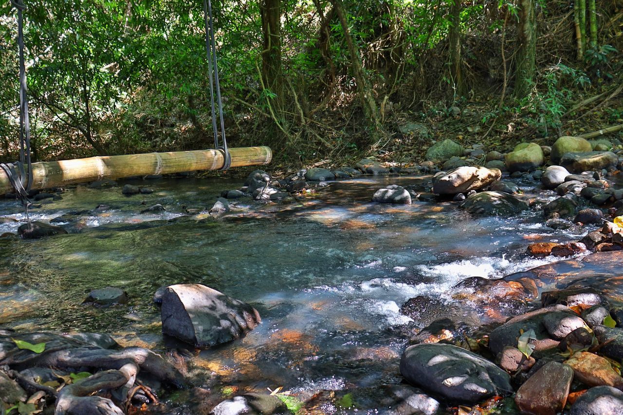 STREAM FLOWING IN FOREST