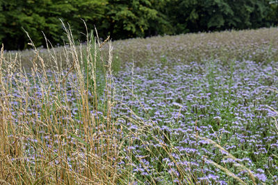 Purple flowering plants on field