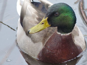 Close-up of a duck in a lake