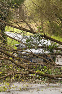 Trees growing in forest