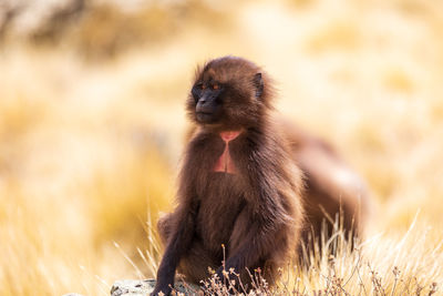 Close-up of monkey sitting on field