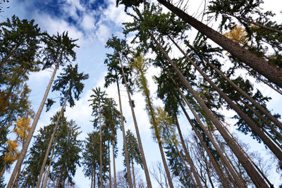 Low angle view of pine trees in forest against sky