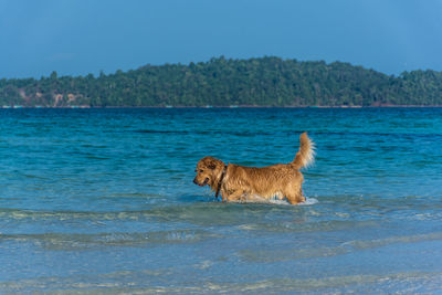 Side view of dog wading in lake