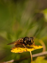 Close-up of bee on yellow flower