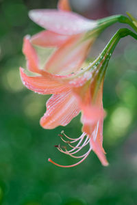 Close-up of red flower