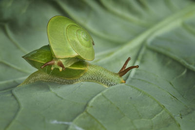 Close-up of insect on leaf