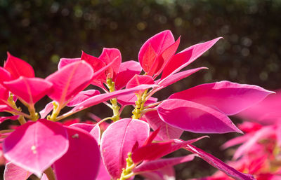 Close-up of pink flowering plant