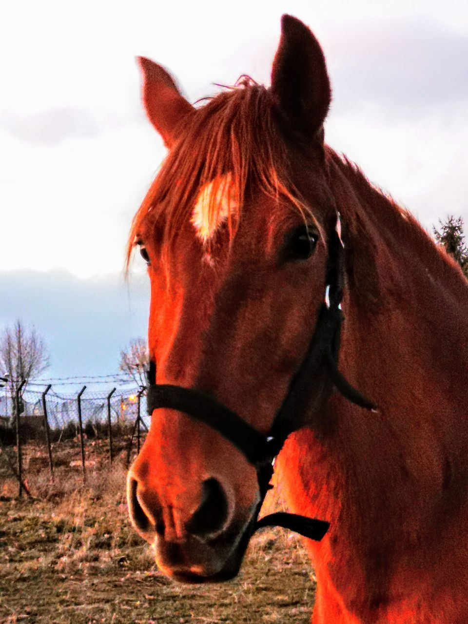 CLOSE-UP OF HORSE ON FIELD