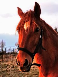 Close-up of horse in ranch