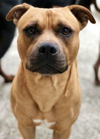 Close-up portrait of dog