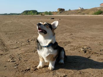 Dog lying on sand. corgi. pembroke. cardigan.