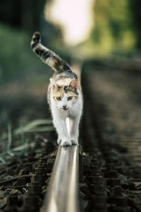 Portrait of cat on railroad track