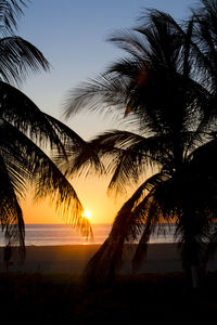 Silhouette palm trees at beach during sunset