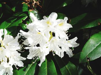 Close-up of white flowering plant