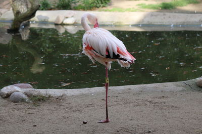 View of a bird on the water